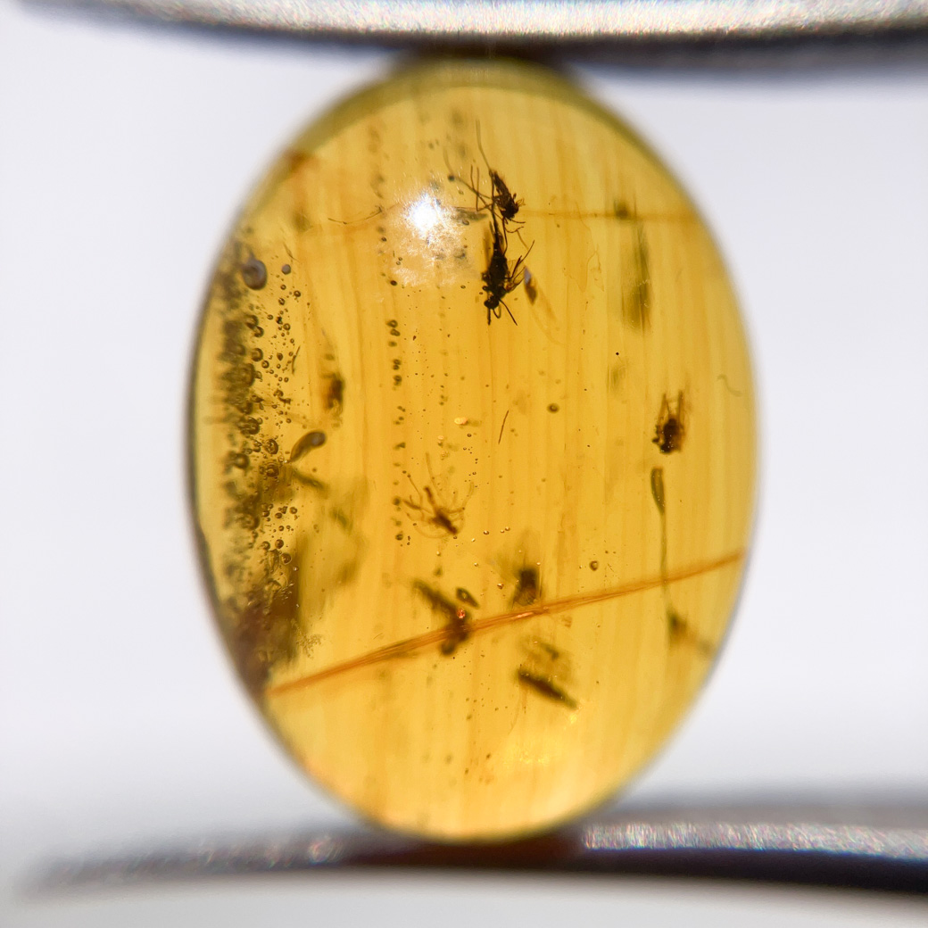 虫5匹入りアンバー[265] 16x12mm 3Cts