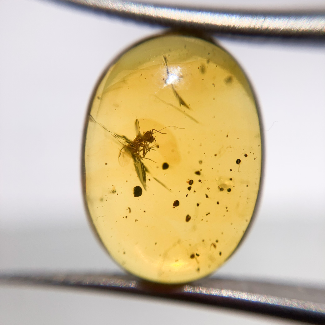 虫2匹入りアンバー[266] 16x12mm 4Cts
