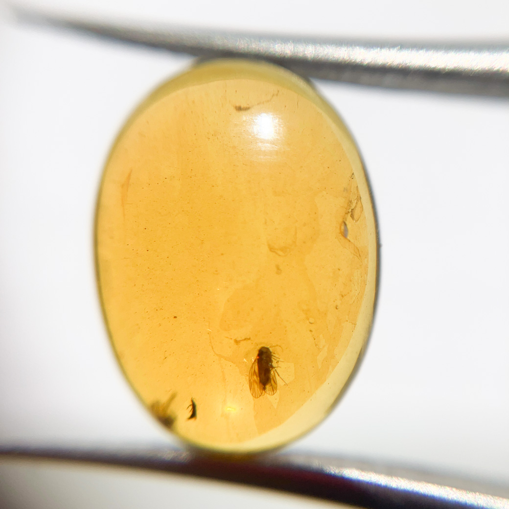 虫3匹入りアンバー[267] 16x12mm 4Cts