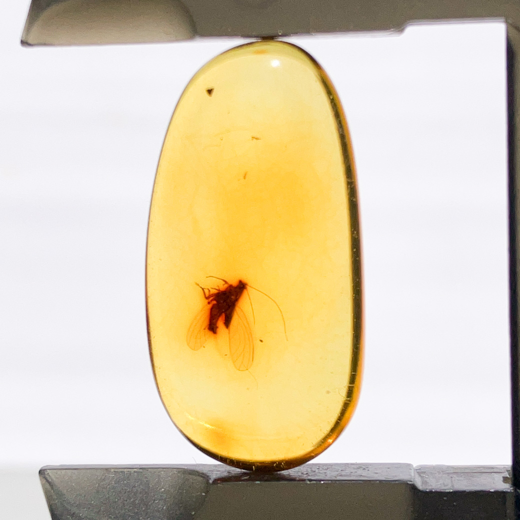 虫入りアンバー[268] 24x12mm 6Cts